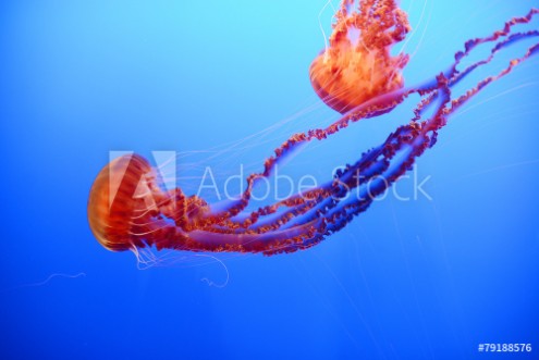 Picture of Orange jellyfish